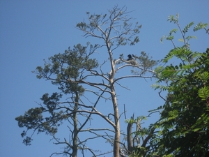 Baltische staten 2008 128