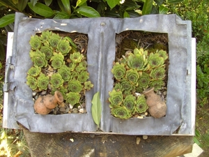 lectuur in de tuin