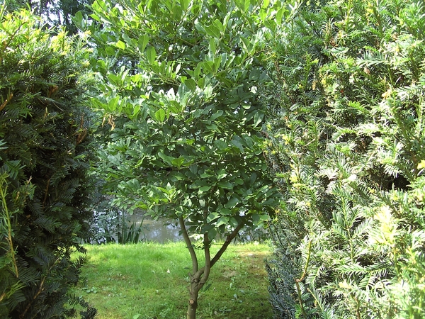 doorgang naar de vijver