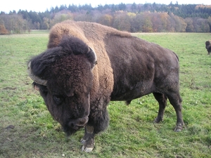 Chateau Des Bisons (46)