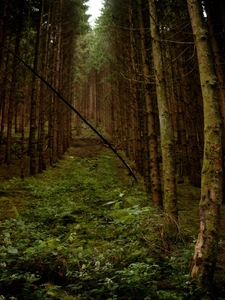 W.E.Boullion 2007 (62)