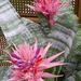 Bromelia in bloei