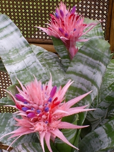 Bromelia in bloei
