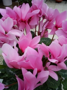 Cyclamen