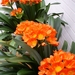 Clivia in bloei