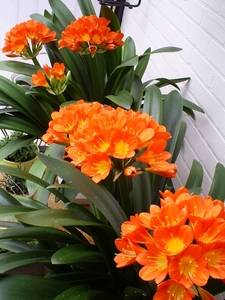 Clivia in bloei