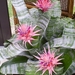 Bromelia in bloei