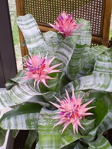 Bromelia in bloei