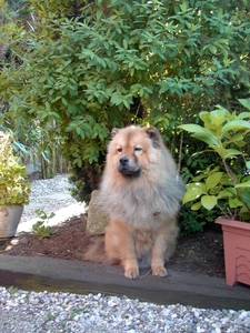 en nog eens Simba in goede tijden, chow-chow