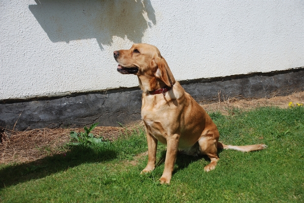 Lady van Waalse vrien Omi