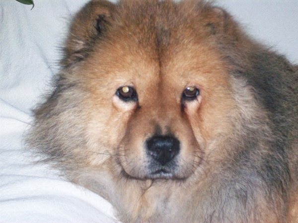 Simba van Corine zeer ziek in dec 08