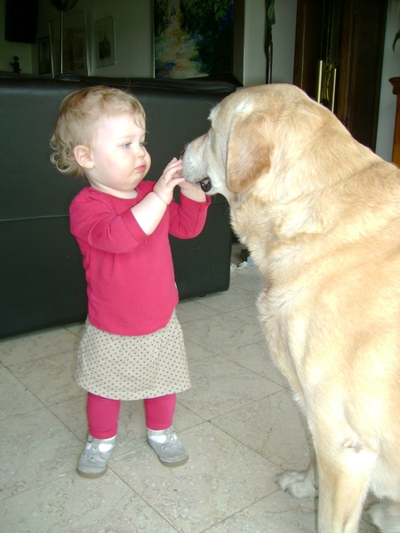 Badou, gouden retriever van Valentine ( rechts)
