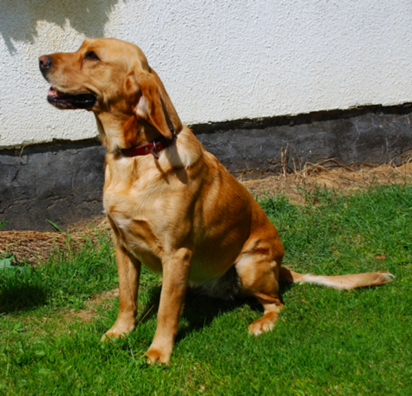 labrador Omi's Waalse vriend