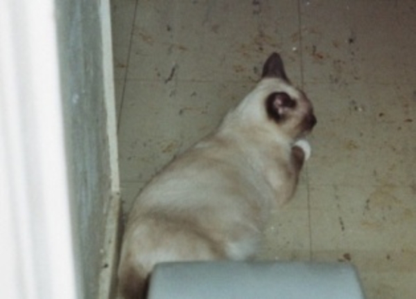 Cleopatra ( Cleo vr ) 5 jr van Fauve