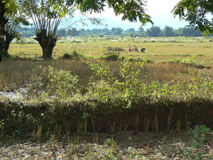 Laos - Bevolking 2008