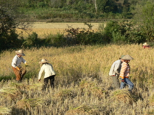 Laos - Bevolking 2008