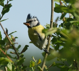 ardennen 3400