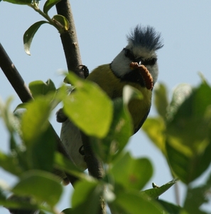 ardennen 3467