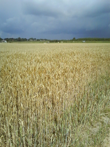 STILTE VOOR DE STORM