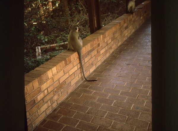 Op weg naar Krugerpark