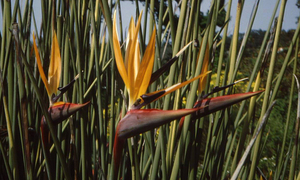 Kirstenbosch in Kaapstad