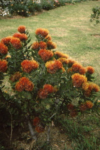 Kirstenbosch