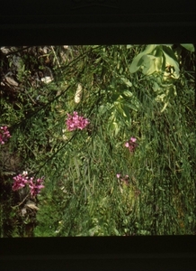 Kirstenbosch