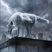 wolf in onweer