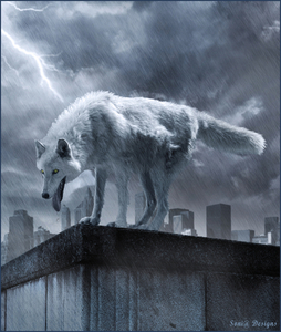 wolf in onweer