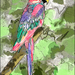 papegaai geschilderd