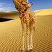 koop in hals giraffe