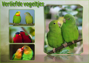 verliefde vogeltjes