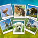 polaroid met dieren