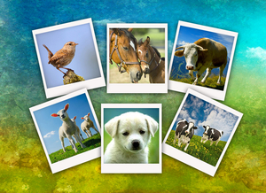 polaroid met dieren