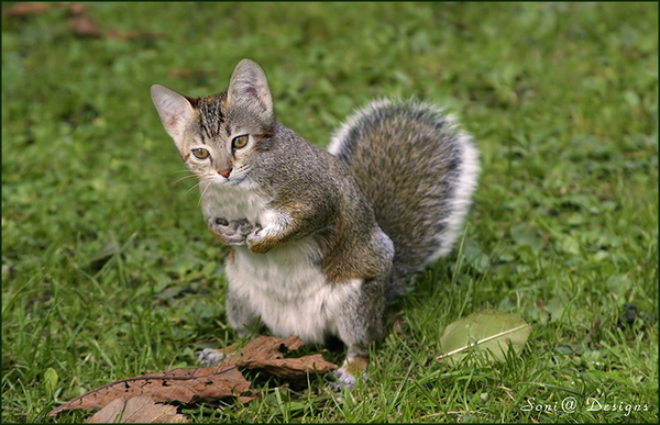 eekhoorn-kat
