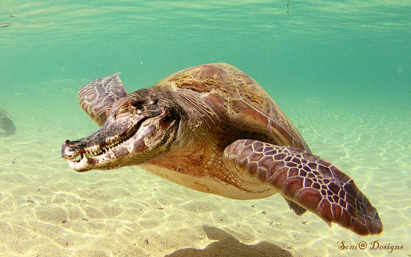 krokoschildpad