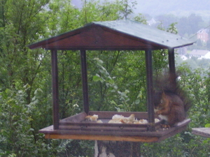eekhoorn door het raam