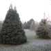 Mooie kerstboom