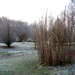 Riet