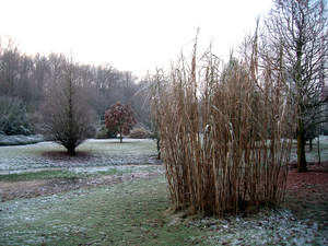 Riet
