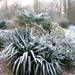 rare planten