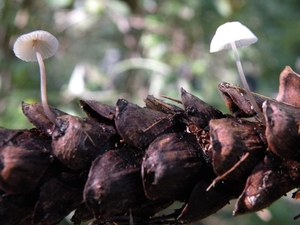 Papilmycena