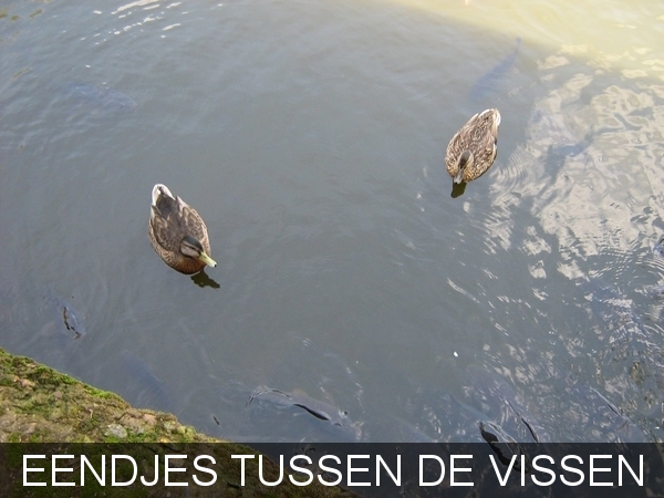 PLANCKENDAEL     2008