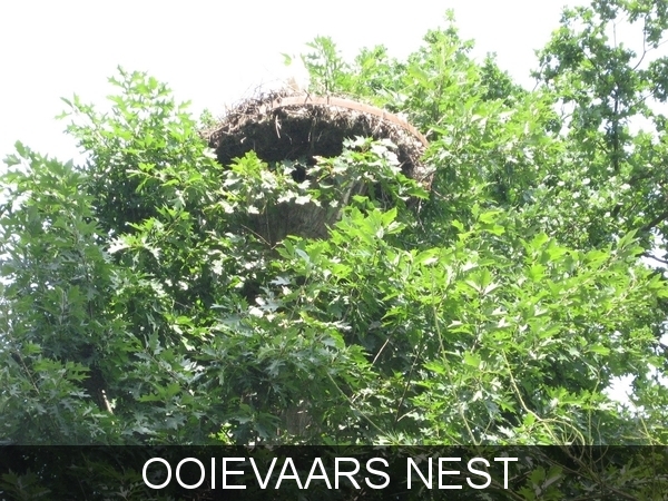 PLANCKENDAEL       2008