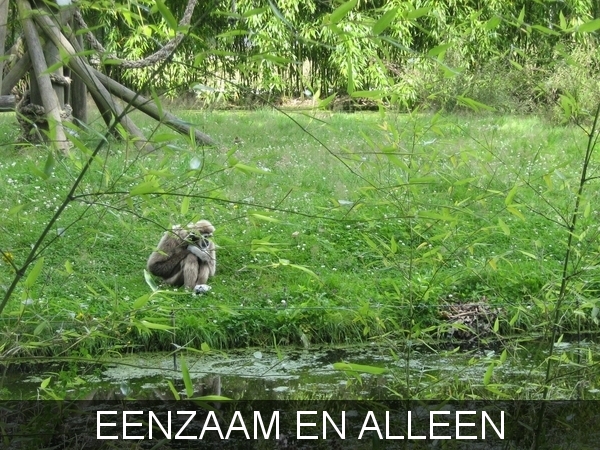 PLANCKENDAEL       2008