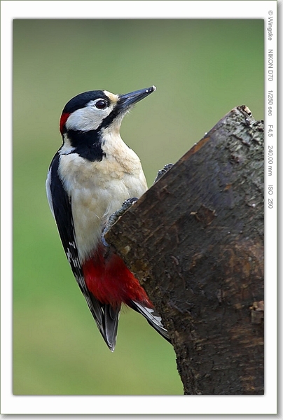 Grote bonte specht-01