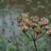 Natuur in herfst