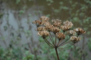 Natuur in herfst