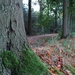 Herfst in het bos