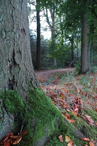 Herfst in het bos